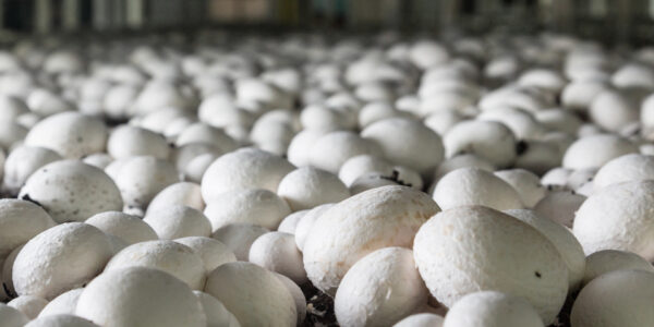 چیلر سالن پرورش گیاه و قارچ