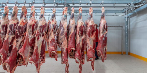 راهنمای نگهداری گوشت در سردخانه